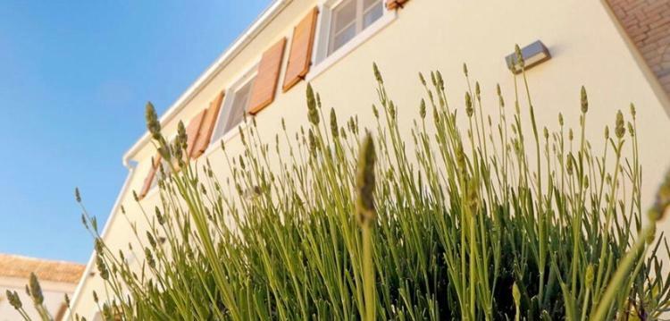 Studio Apartman Dado Bale Exterior foto